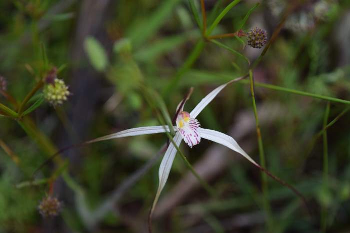 Caladenia - Orchid-spider-0001.JPG